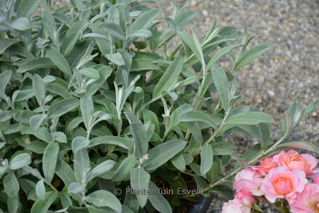 Salix candida ‚Jefberg‘ (First Editions ICEBERG ALLEY)