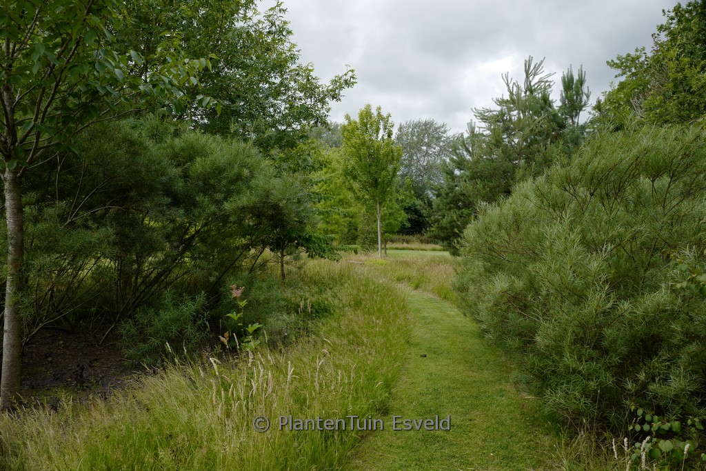Salix elaeagnos ‚Angustifolia‘