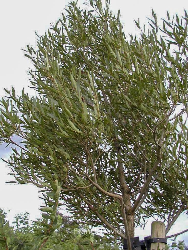 Salix fragilis ‚Bullata‘