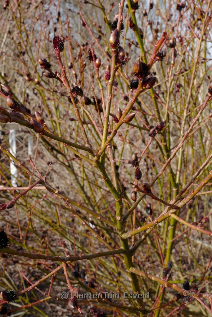 Salix gracilistyla ‚Melanostachys‘