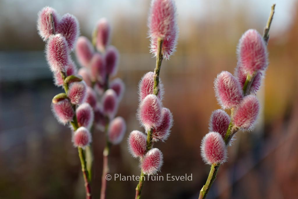 Salix gracilistyla ‚Mount Aso‘