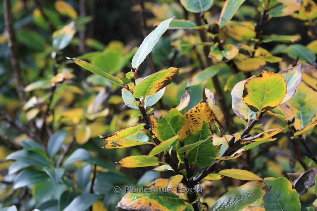 Salix hastata ‚Wehrhahnii‘