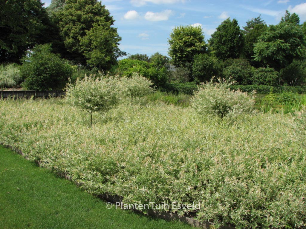 Salix integra ‚Flamingo‘