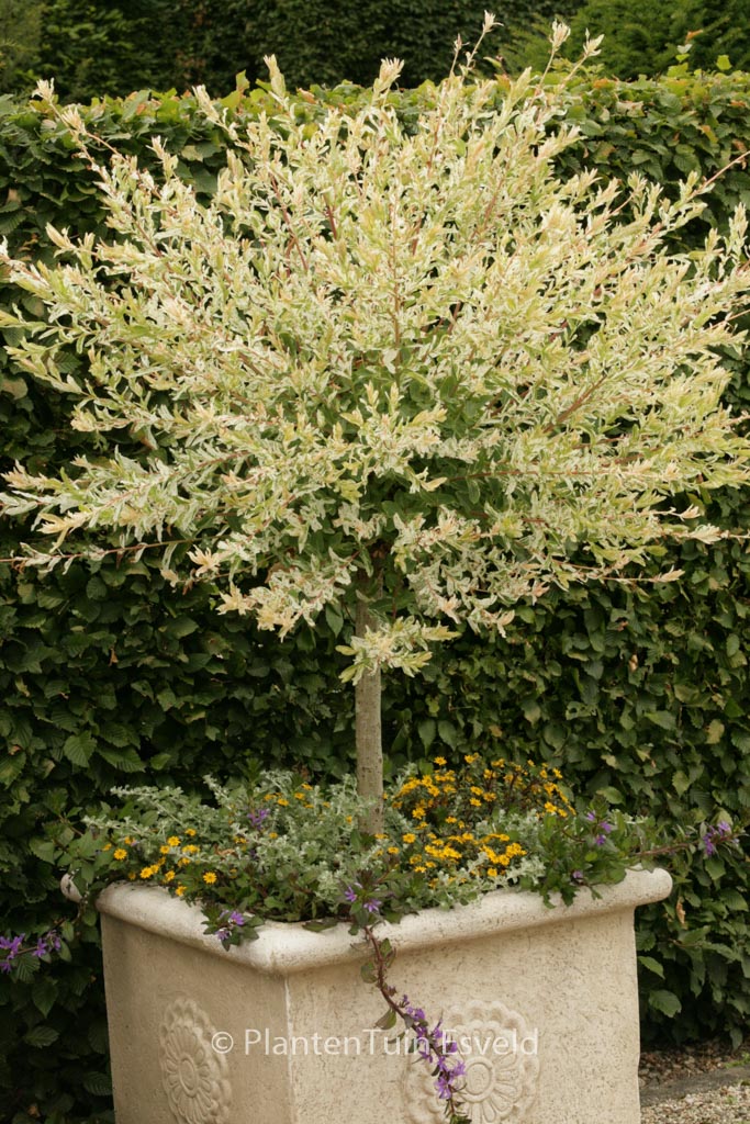Salix integra ‚Hakuro nishiki‘
