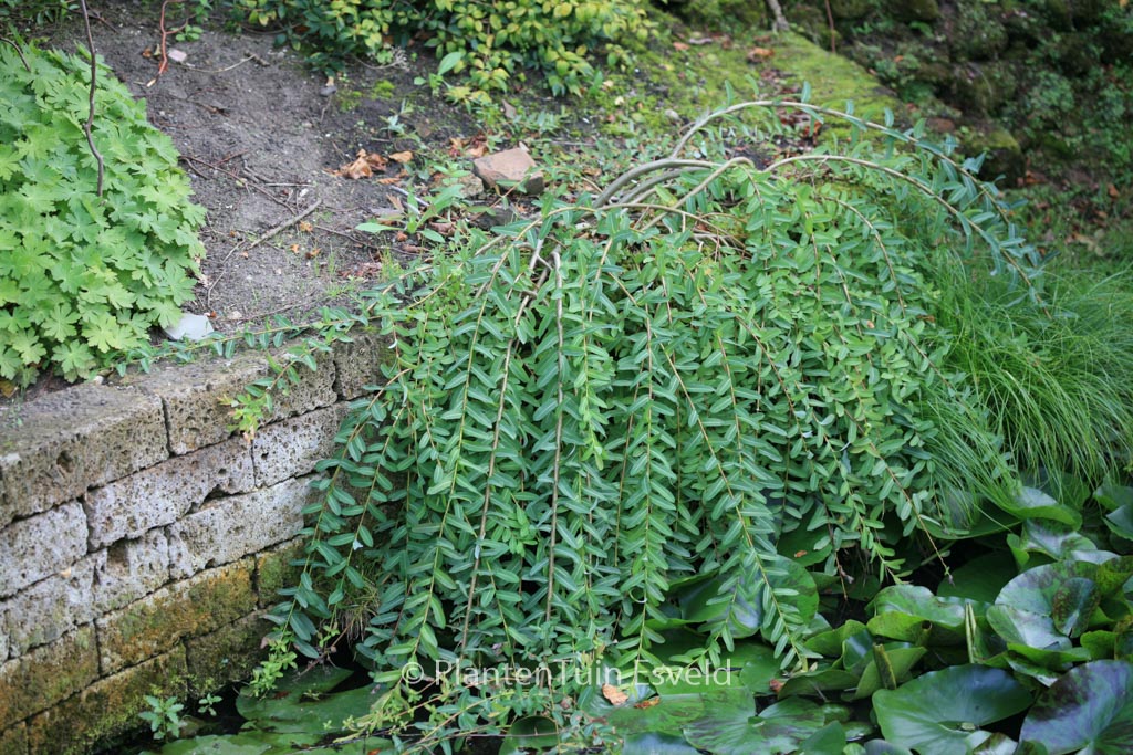 Salix integra ‚Pendula‘