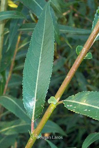 Salix pentandra
