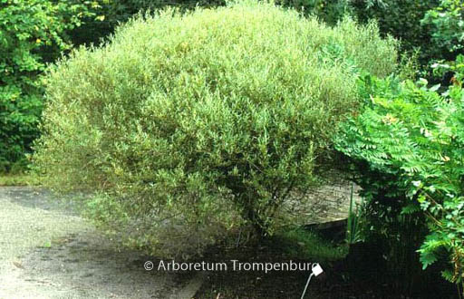 Salix purpurea ‚Nana‘