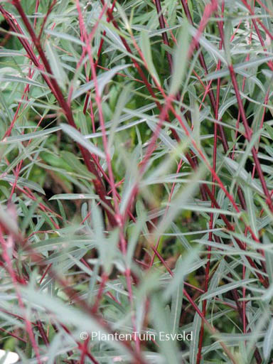 Salix purpurea ‚Nancy Saunders‘