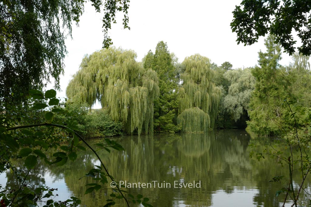 Salix sepulcralis ‚Chrysocoma‘