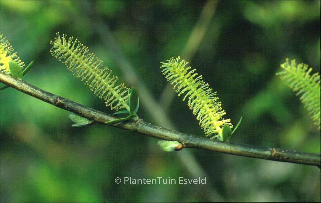Salix triandra ‚Semperflorens‘