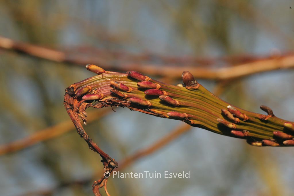 Salix udensis ‚Sekka‘