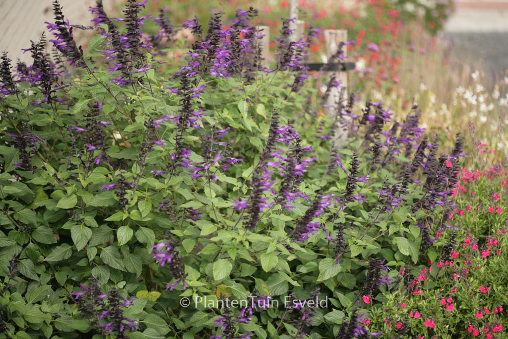 Salvia ‚Amistad‘