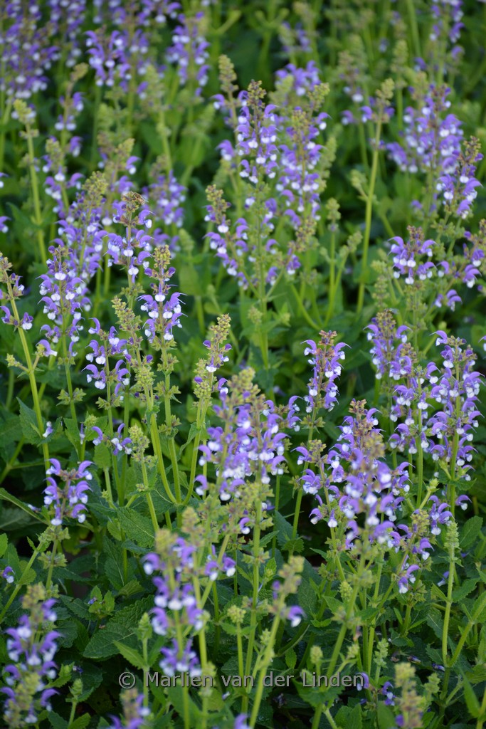 Salvia ‚Azure Snow‘