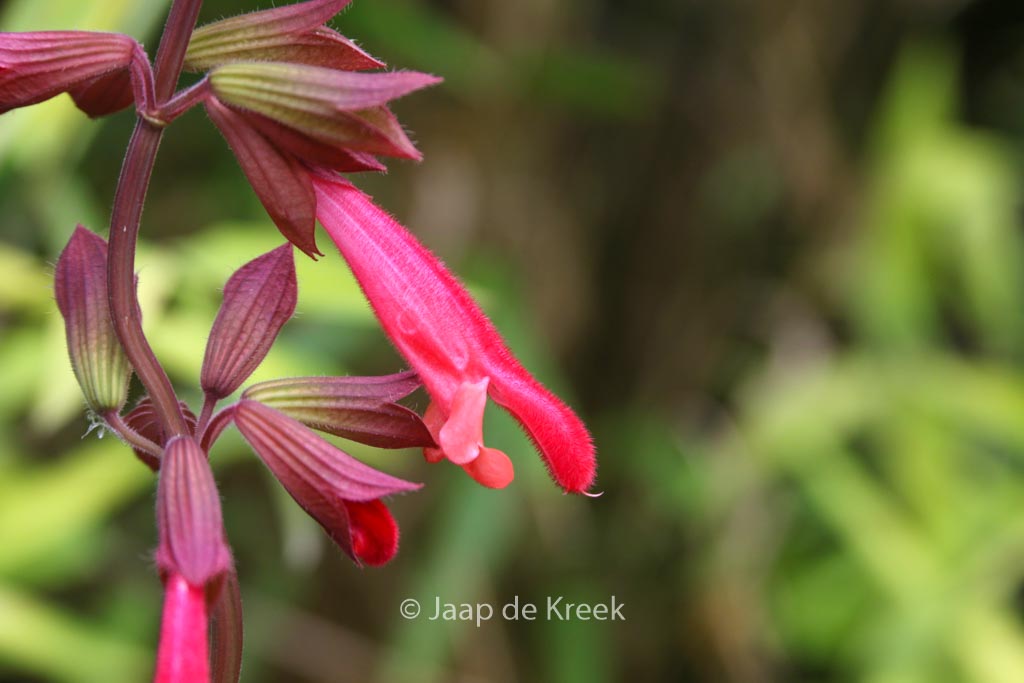 Salvia ‚Ember’s Wish‘