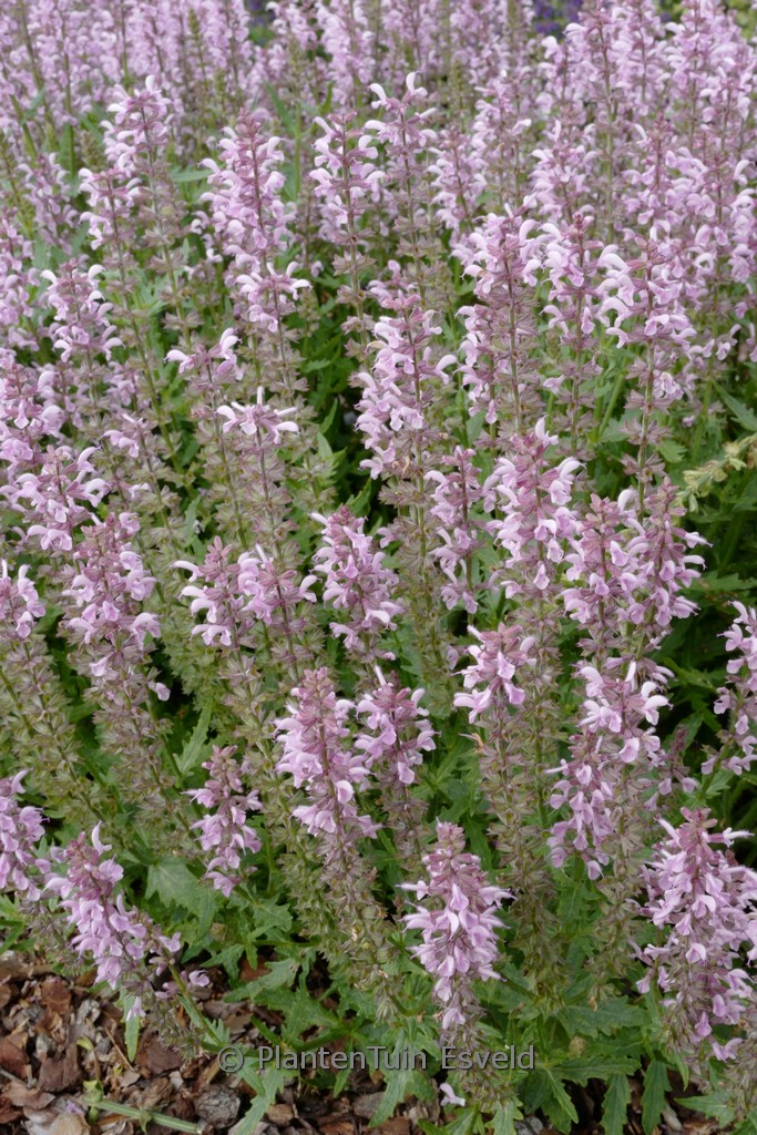 Salvia ‚Feathers Flamingo‘