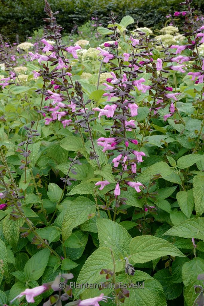 Salvia ‚Pink Amistad‘
