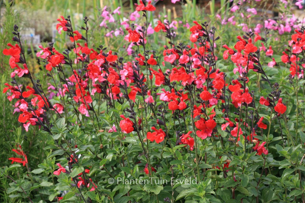 Salvia ‚Royal Bumble‘