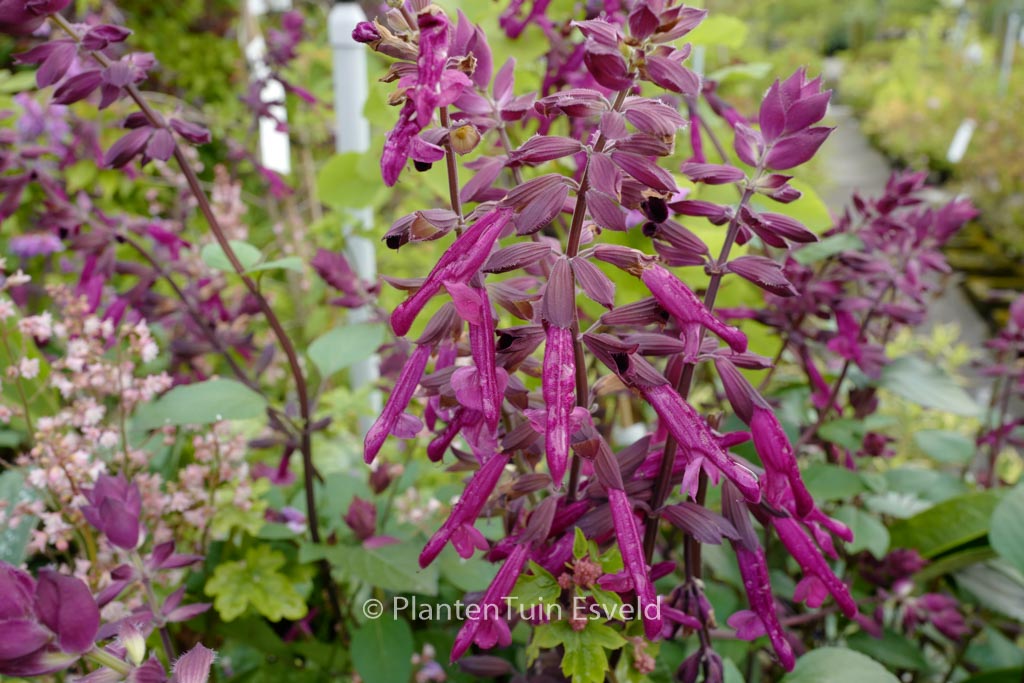 Salvia ‚Serendip6‘ (LOVE AND WISHES)