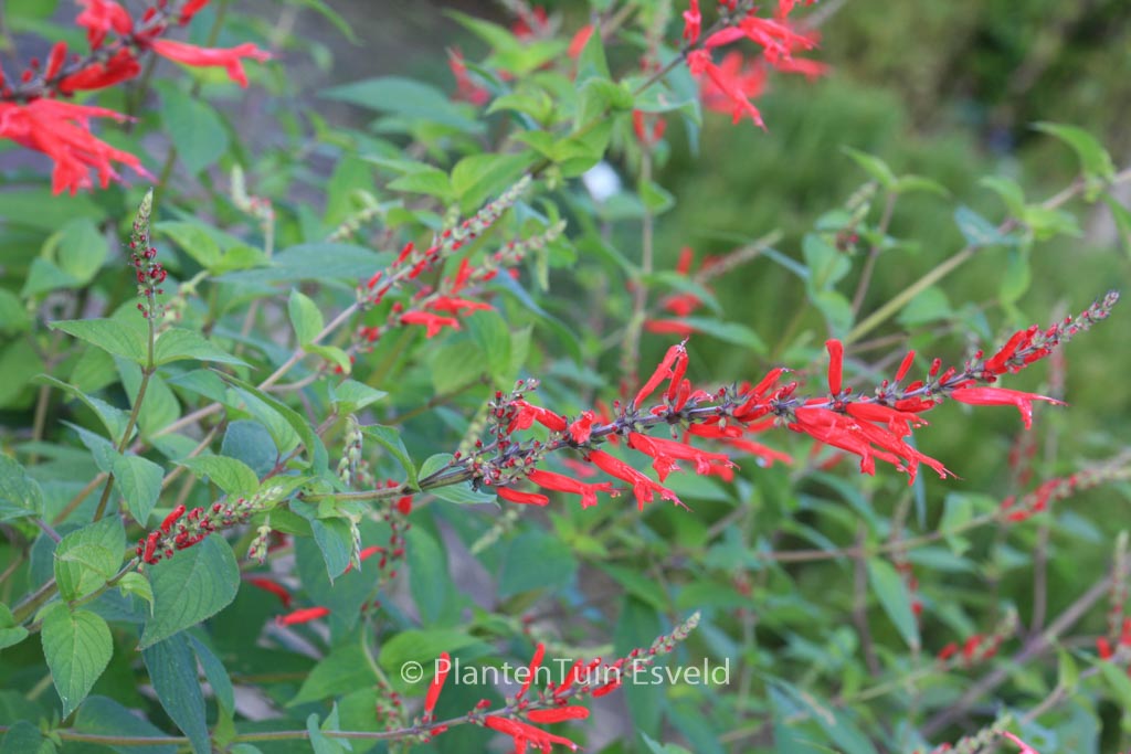 Salvia elegans ‚Scarlet Pineapple‘