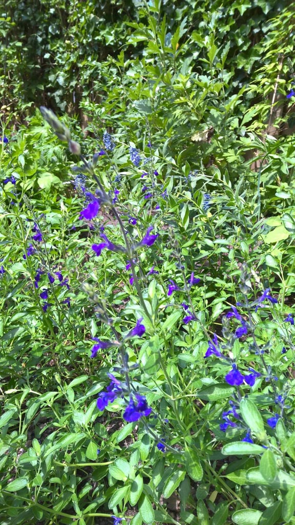 Salvia greggii ‚Blue Note‘