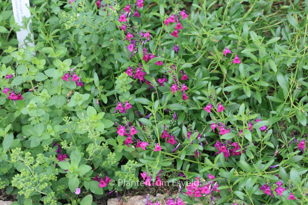 Salvia greggii ‚Lycioides‘
