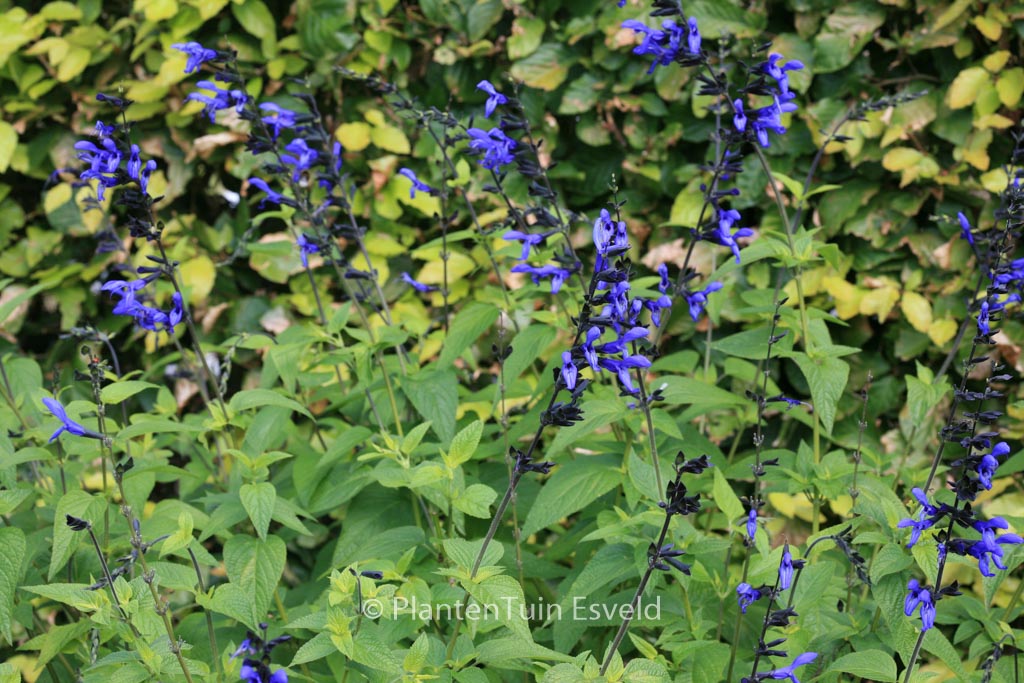 Salvia guaranitica ‚Black & Blue‘