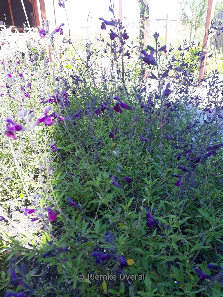 Salvia jamensis ‚Nachtvlinder‘
