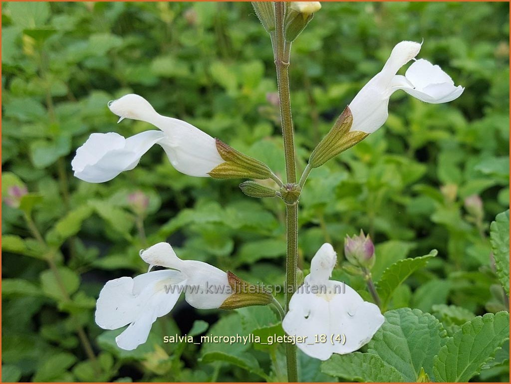Salvia microphylla ‚Gletsjer‘