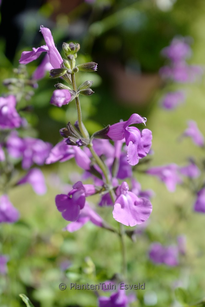 Salvia microphylla ‚Salvinio Lilac‘