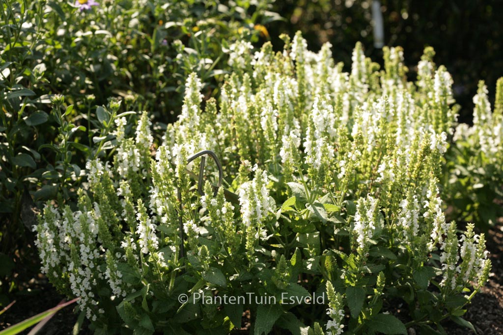 Salvia nemerosa ‚Flor Sal White‘ (SENSATION WHITE)