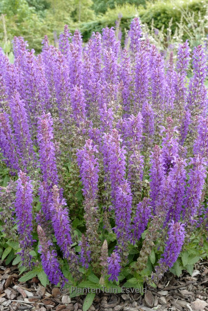 Salvia nemorosa ‚ALKLF‘ (BLUE BOUQETTA)