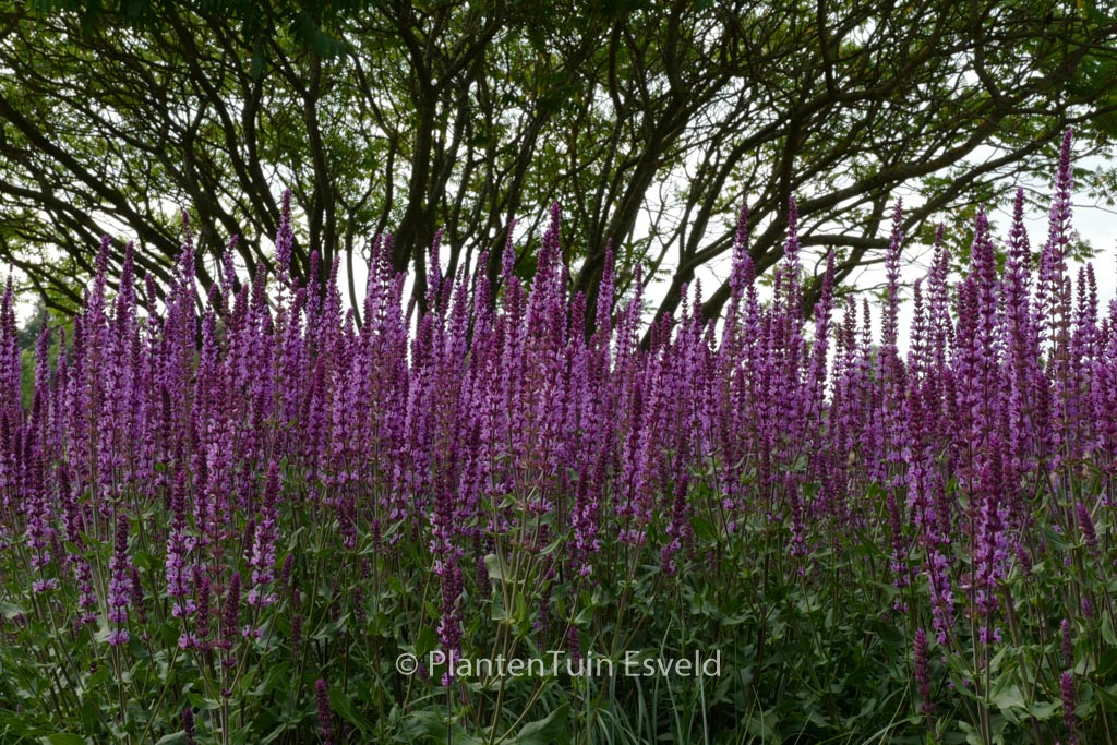 Salvia nemorosa ‚Amethyst‘