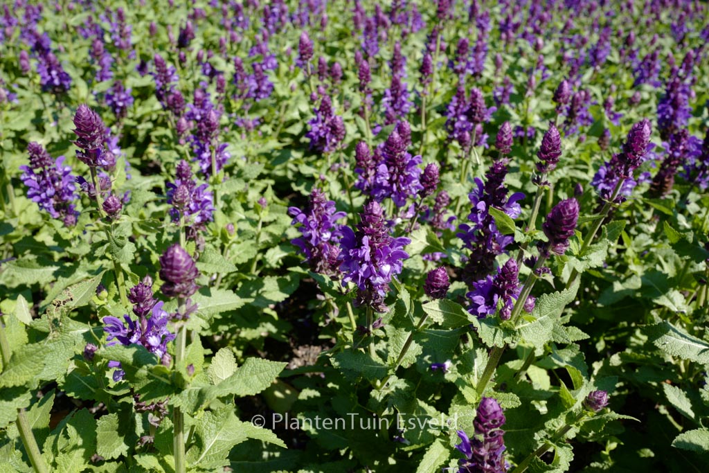 Salvia nemorosa ‚Balsalarv‘ (BLUE MARVEL)