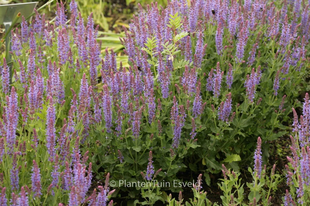 Salvia nemorosa ‚Blauhuegel‘