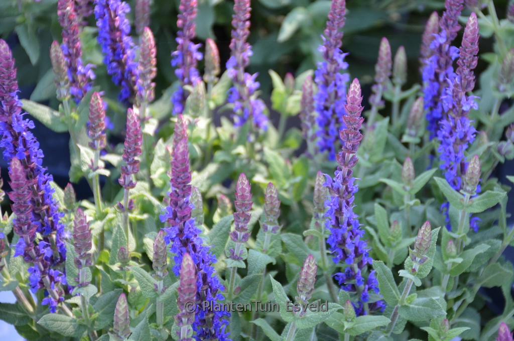 Salvia nemorosa ‚Blaukoenigin‘