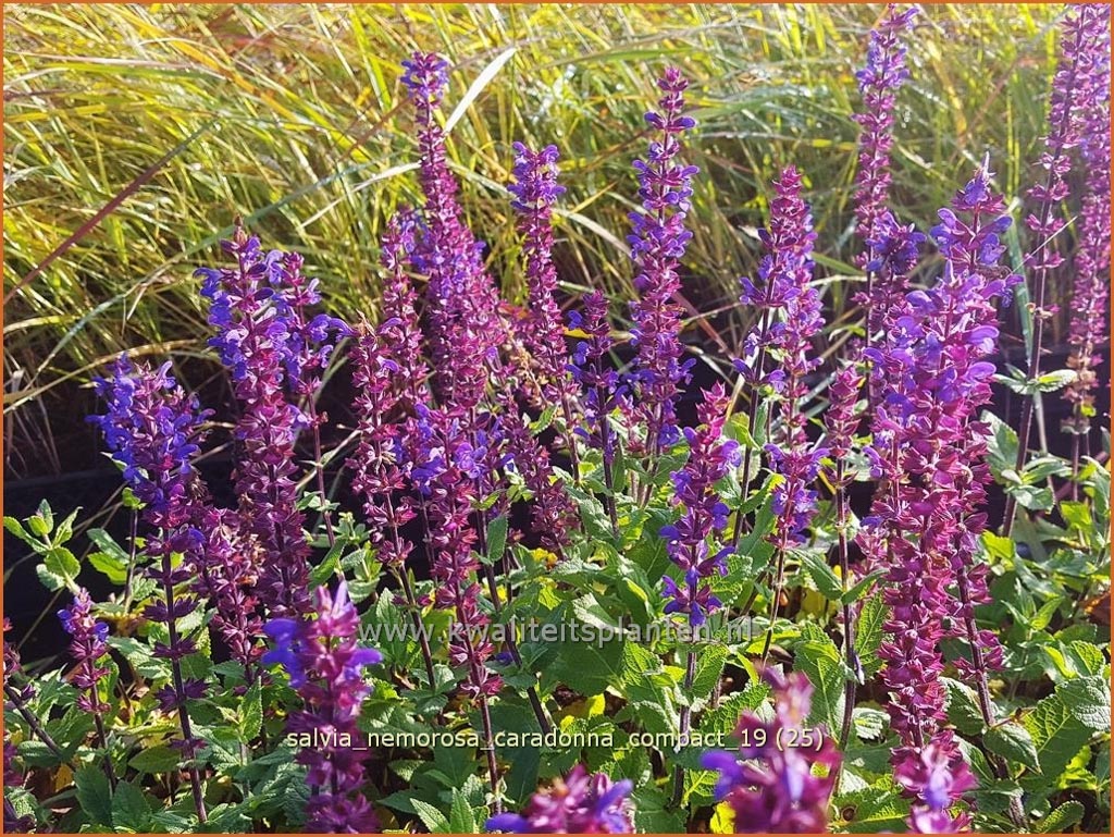 Salvia nemorosa ‚Caradonna Compact‘