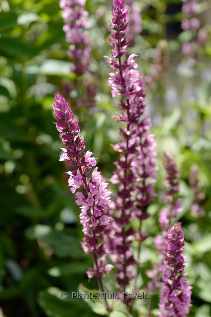 Salvia nemorosa ‚Caradonna Pink Inspiration‘
