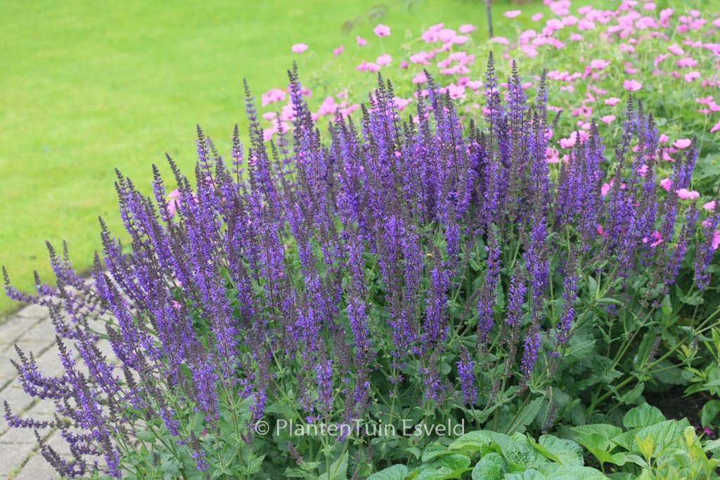 Salvia nemorosa ‚Caradonna‘