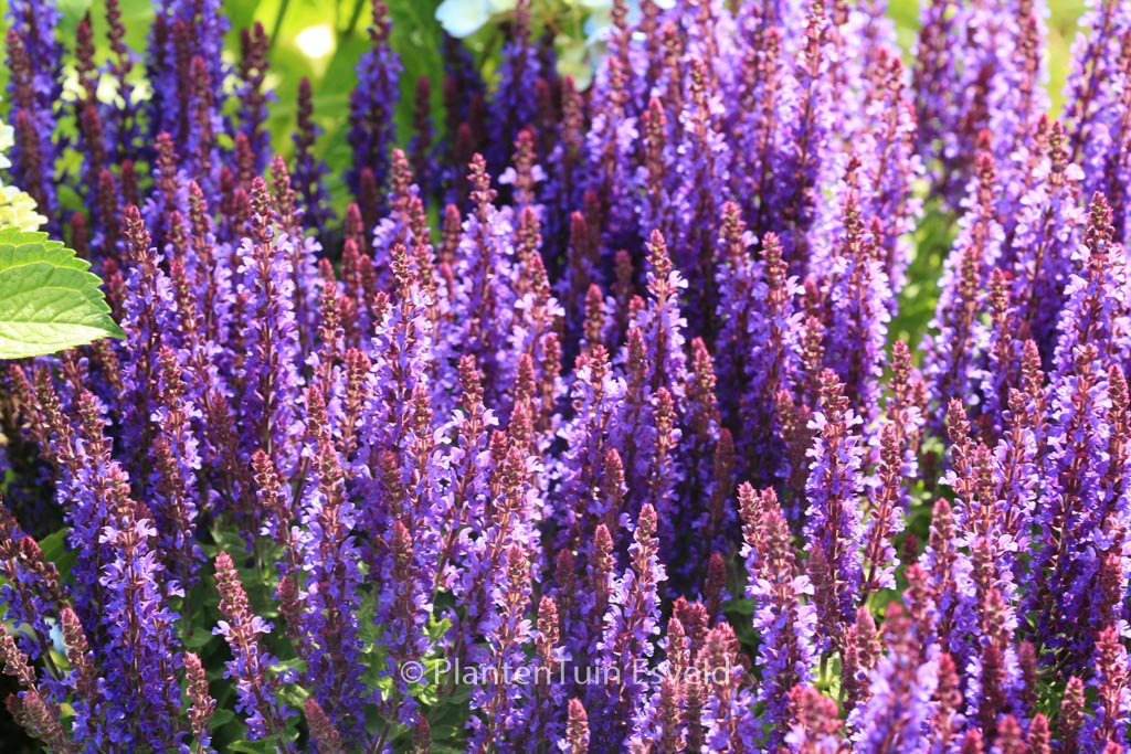 Salvia nemorosa ‚Flor Sal Dblue‘ (SENSATION DEEP BLUE)
