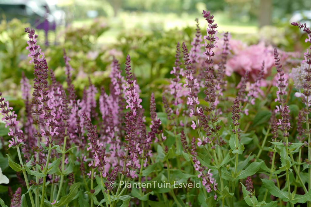Salvia nemorosa ‚Flor Sal Roz‘ (SENSATION DEEP ROSE)
