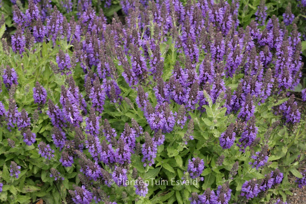 Salvia nemorosa ‚Haeumanarc‘ (MARCUS)
