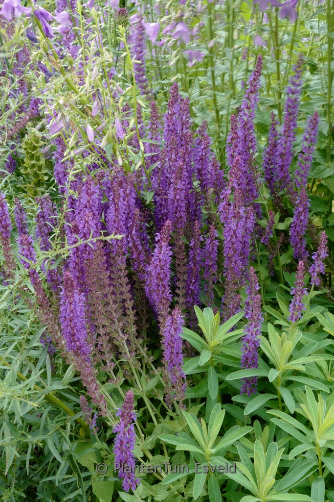 Salvia nemorosa ‚Lubeca‘