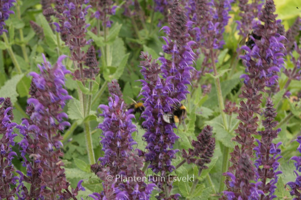 Salvia nemorosa ‚Mainacht‘