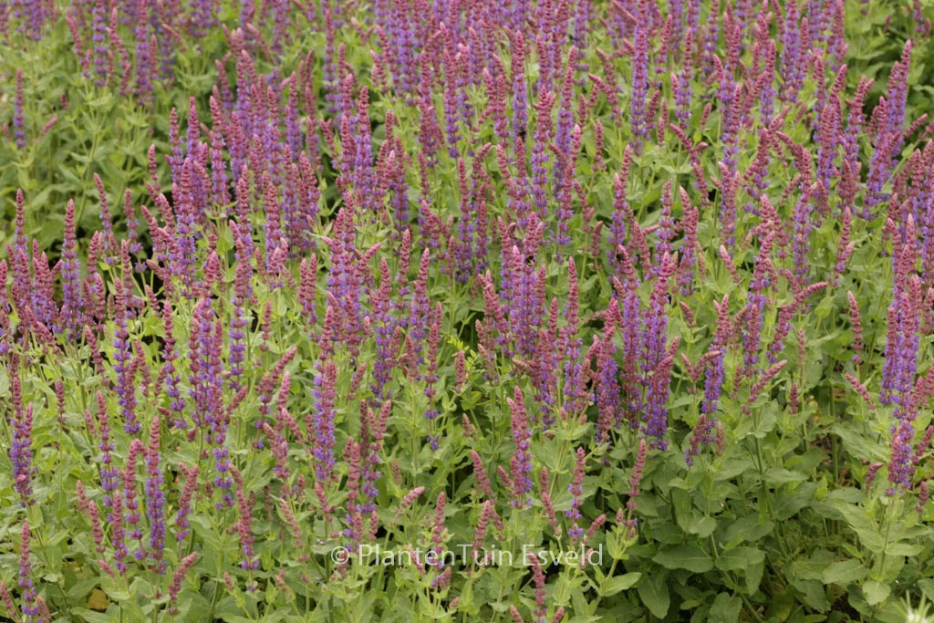 Salvia nemorosa ‚Ostfriesland‘