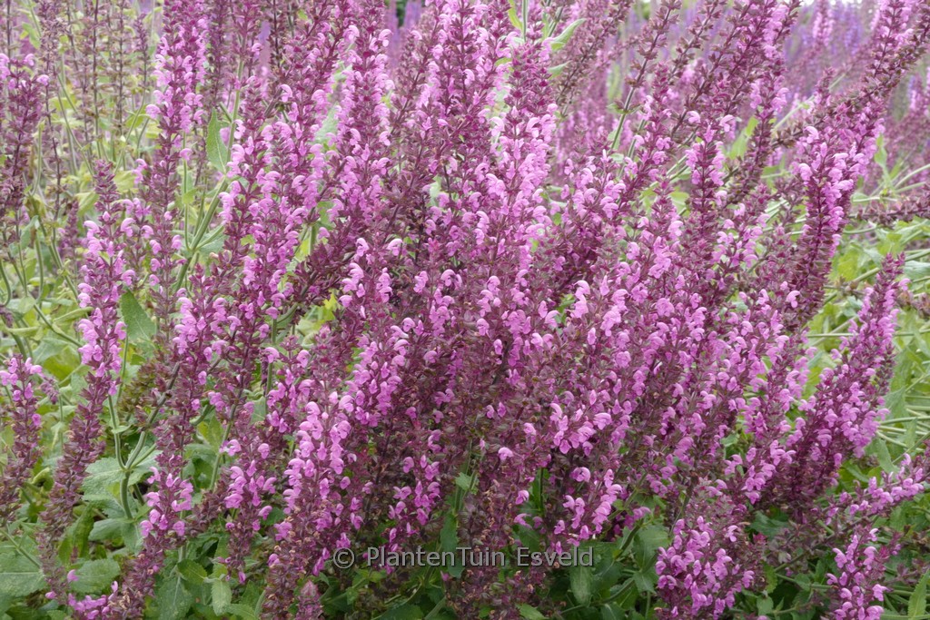 Salvia nemorosa ‚Pink Beauty‘