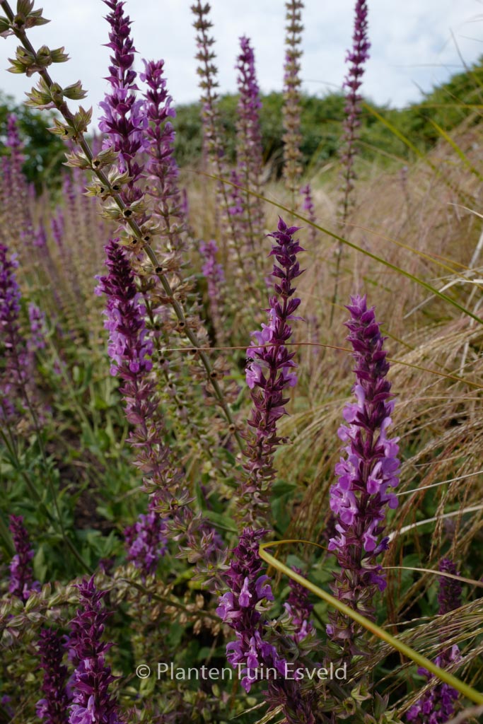 Salvia nemorosa ‚Pink Friesland‘
