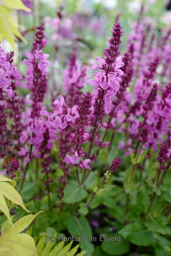 Salvia nemorosa ‚Rose Marvel‘