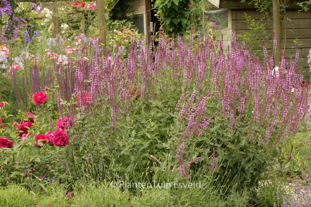 Salvia nemorosa ‚Rose Queen‘