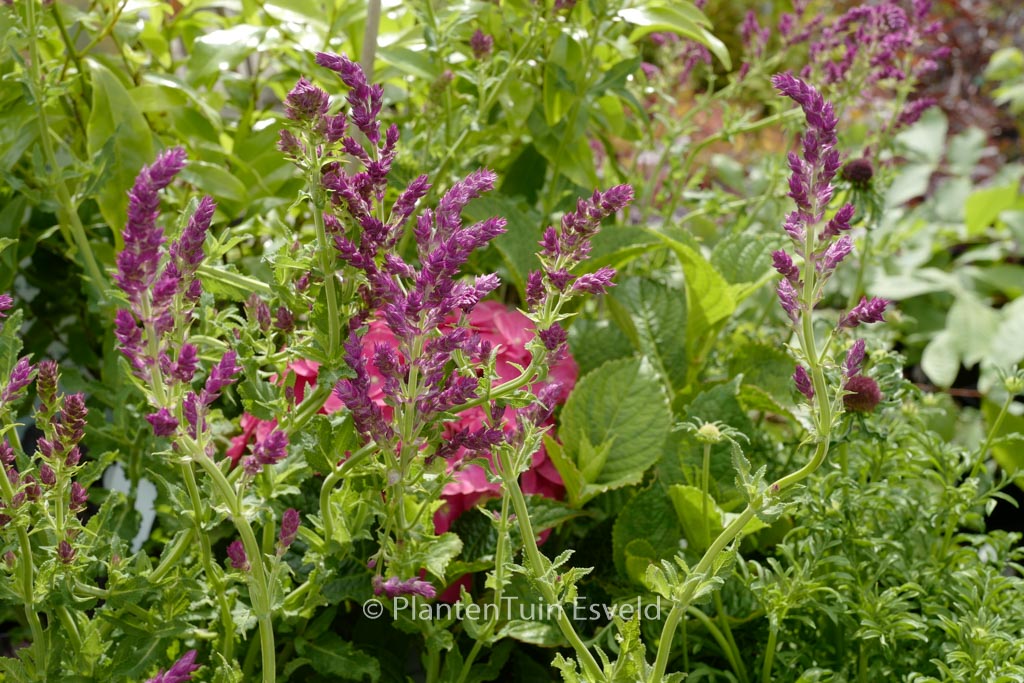 Salvia nemorosa ‚Schwellenburg‘