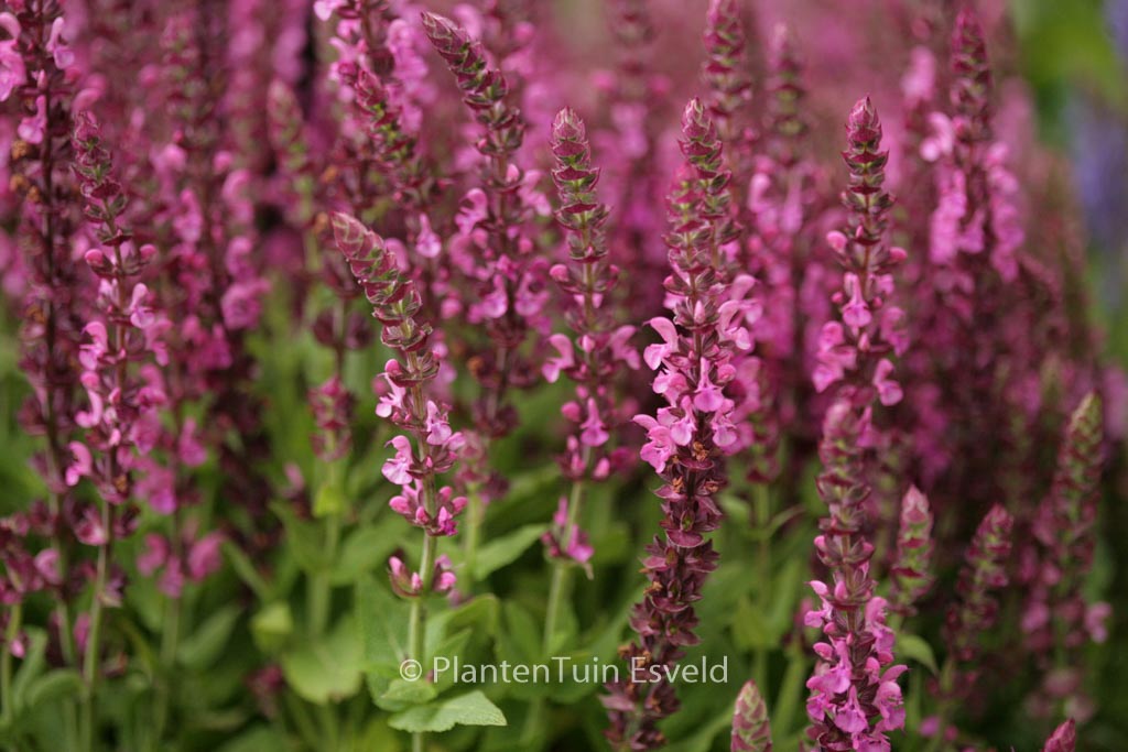 Salvia nemorosa ‚Sensation Compact Bright Rose‘
